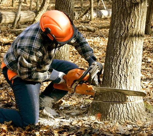 Tree Removal in Frederick, SD